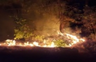 Yangın 500 metrekarelik ormanlık alana zarar verdi