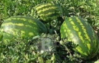 Yargıtay'dan göz hakkı ve karpuz kararı