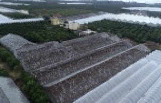 Zarar gören seralar havadan görüntülendi