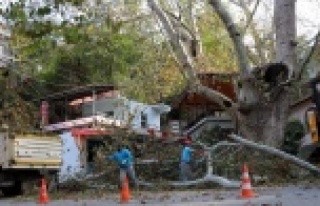 Alanya ağaçları güvenli ellerde