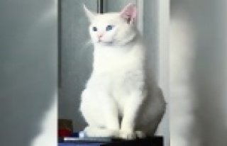 Alanya'da bu kediyi bulana para ödülü!