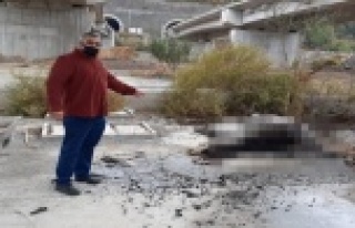 Alanya'da kan donduran görüntü!