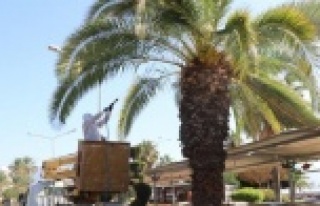 Alanya'da kırmızı böcekle mücadele başladı