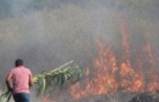 Alanya'da otları yakmak isterken bahçeyi yaktı