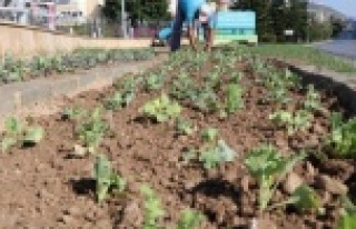 Alanya mevsimlik çiçeklerle donatılıyor