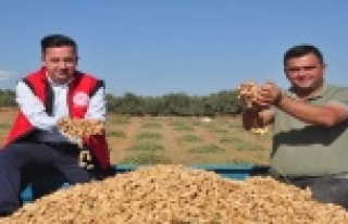 Antalya'da 'fıstık' gibi işe rağbet...