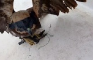 Atmacanın gözünü bantlayıp, ayağını bağladılar