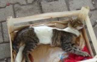 Ayağı ve gövdesi alçıya alınmış kedi, pazarcı...