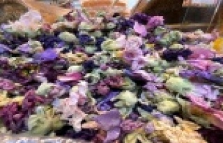 Birçok hastalığa iyi gelen Hatmi çiçeğinin kilosu...