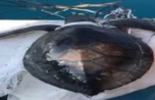 Denizdeki çöplere dolanan yeşil yavru deniz kablumbağasını...