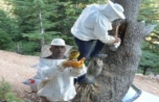 Firari arıların Toroslar'daki yuvalarını...