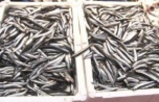 Hamsinin kilosu 25 liraya düştü