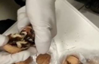 Havalimanında çantadaki cevizin içinden uyuşturucu...