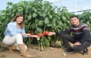 İki kardeş Antalya’da ürettikleri Kaliforniya...