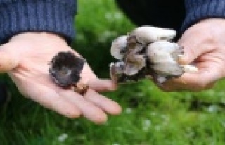 Mantar zehirlenmelerine karşı dikkat