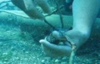 Profesör Gökoğlu koruma altındaki orfoz yavrusunu...