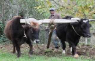 Teknolojinin giremediği arazilerde kara saban ve...