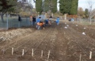 10 bin adet lale soğanı toprakla buluştu