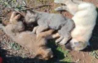 12 sokak köpeği zehirlenerek öldürüldü iddiası