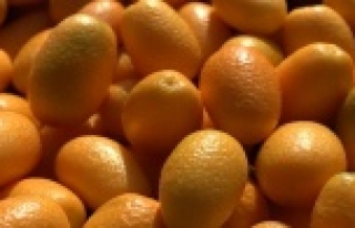 Alanya'da Altınportakal olarak bilinen Kamkat...