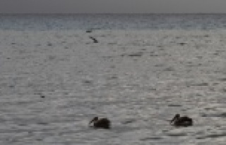 Alanya'da denize inen pelikanları gören cep...