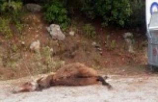 Alanya'da eşek ölüsü skandalı