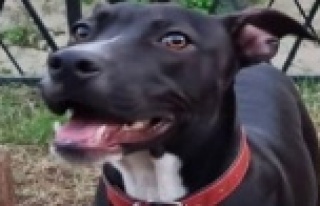 Alanya'da her yerde köpeğini arıyor!