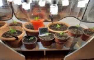 Alanya'da özel düzenek kurup, kenevir yetiştirilen...