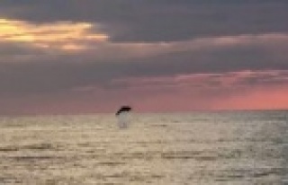 Alanya'da turistlerin çekildiği sahiller yunuslara...