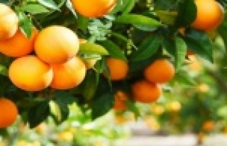 Alanya’da portakal ağacından düşen genç yaşam...