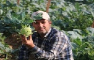 Alanya’da şifası saymakla bitmeyen alabaş hasatı...