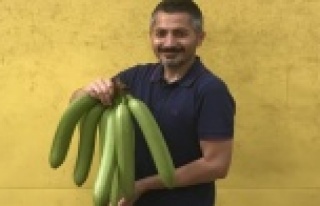 ALKÜ hocasını koronadan 4 muz kurtardı!