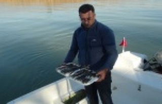 Amatör balıkçılar da balon balığı desteği...