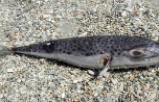 Amatör balıkçılar için balon balığı avcılığı...