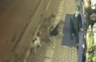Antalya’da bir vatandaş 3 sokak köpeğinin saldırısından...