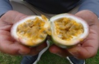 Aşk meyvesi olarak biliniyor, tanesi 20 liradan satılıyor