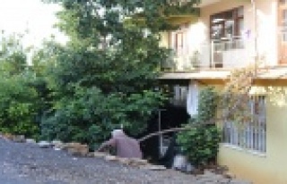 Avokado ağacı inadı canından ediyordu