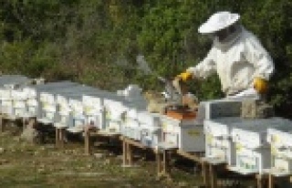 Bal ormanı arıcıların akınına uğruyor