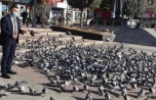 Başkan Yücel Aksaray'da güvercinleri besledi