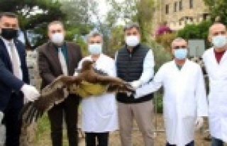 Başkan Yücel tedavisi tamamlanan kartalı doğaya...