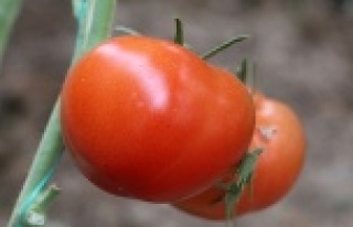 Kasımda fiyatı en fazla artan ürün domates oldu