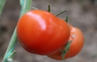 Kasımda fiyatı en fazla artan ürün domates oldu