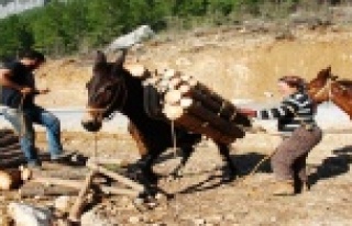 Kışın Çam, yazın Ladin ağaçlarının izini...