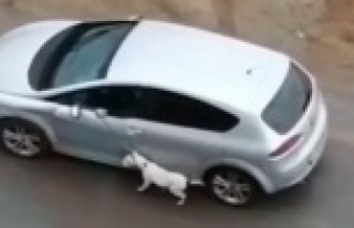 Köpeğini tasmasından tutup otomobilden sürükleyerek...