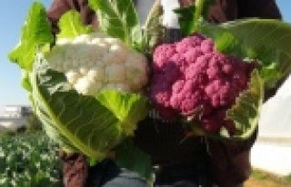 Mor karnabaharı görenler boyalı zannediyor