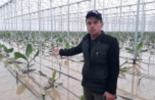 Muz ve çiçek seraları su altında kaldı