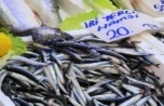 Palamut sezonu bitti, Karadeniz hamsisi 20 lira