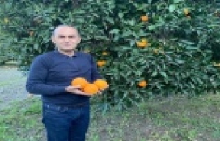 TİGEM’in narenciye ürünleri yurt dışına ihraç...