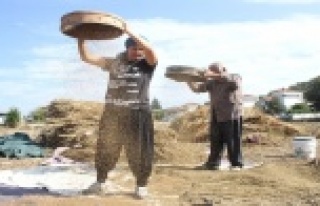 Turizm bölgesinde susam tarımı yeniden ayağa kalkıyor