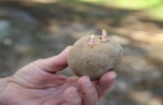 3 milyon predatör avcı böcek ve 6 milyon parazitoit...